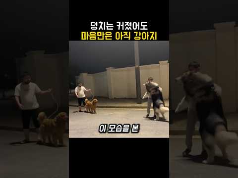 "아빠 나도요!!.." 큰 댕댕이가 갑자기 안아달라고 한 이유