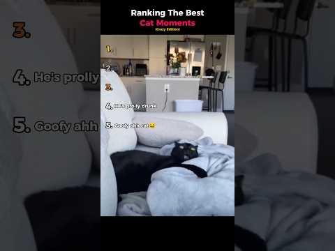 Ranking The Best Cat Moments (Crazy Edition)