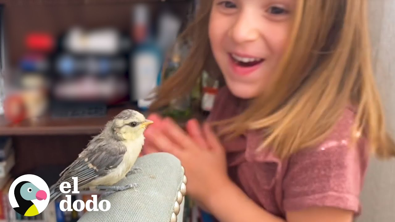 Perro encuentra a una pájara herida durante su paseo I El Dodo