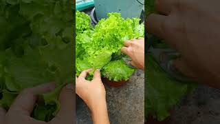 Beefsteak Tomato #gardening #garden