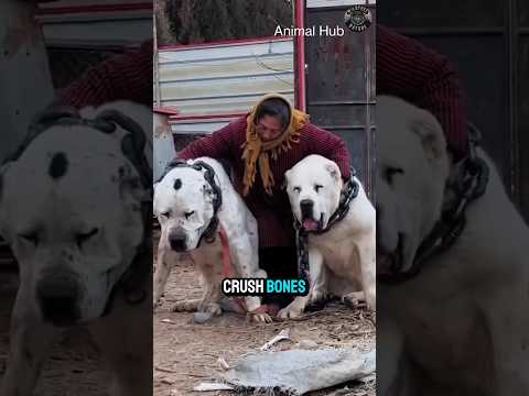 Why Even Tigers Fear This Dog