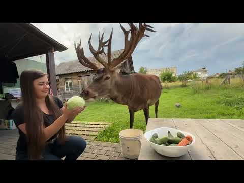 10.08.25 олень Борис перед грозою #irysik3076 #deer #animals #олень #оленьборис #оленьборя