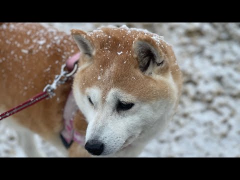 雪降る公園でパパを待ち続ける柴犬　A Shiba Inu waiting for her owner in the snow