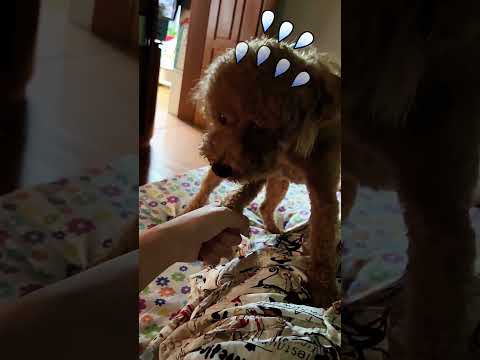 When the word “Mom” has magical powers ✨#funny #foryou #pets #funnydog #fpy