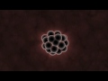 Embryonic Development and Genetic Control
