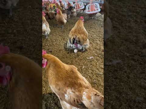 The moment a chicken lays an egg. How do chickens lay eggs? Organic egg farm #chickenfarming