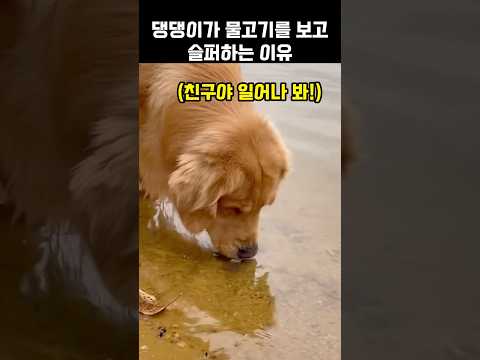 "친구야 일어나 봐!".. 댕댕이가 물고기를 보고 슬퍼하는 이유
