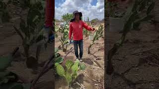 Plantiu  de Palma forrageira #fazenda #alimentacaosaudavel #nordeste
