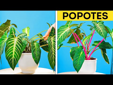 TRUCOS SENCILLOS Y ÚTILES PARA EL CUIDADO DE PLANTAS Y JARDINES