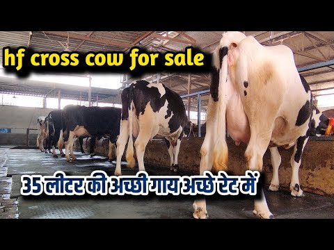 Hf cross cow for sale in karnal haryana/Prakash dairy farm karnal haryana/dairy farm business