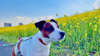 早くも菜の花が満開になりました！