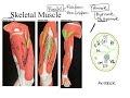 Muscle Types and Functions