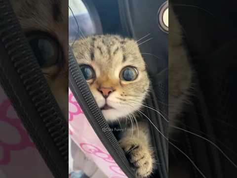 #63 Funny Cat videos 🐱🐱 #meowing #memes #cute
