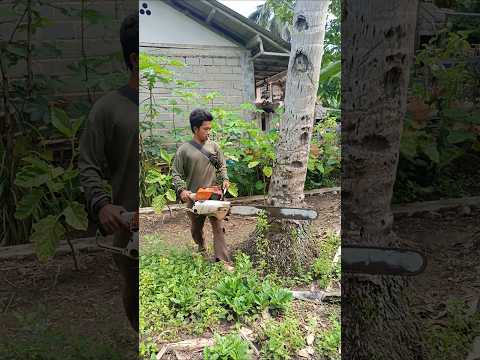 wadidaaw‼️Penebangan pohon kelapa menjulang tinggi