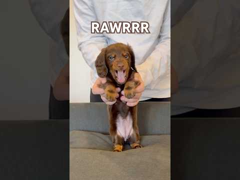 nonchalant puppy #minidachshund #puppy #dachshundpuppy #dachshund #cutedog #cutepuppy #funnydog #dog