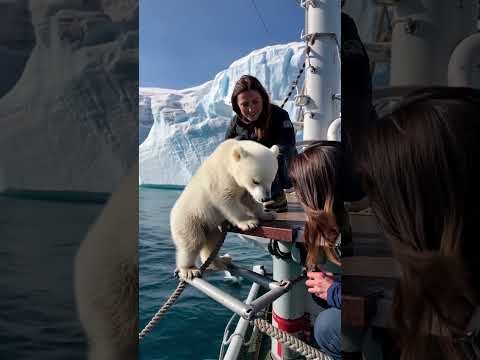 &#128059;‍❄️ Tiny Polar Bear&#39;s Heartwarming Rescue! &#128525; #PolarBearRescue #WildlifeConservation #ArcticAnimals