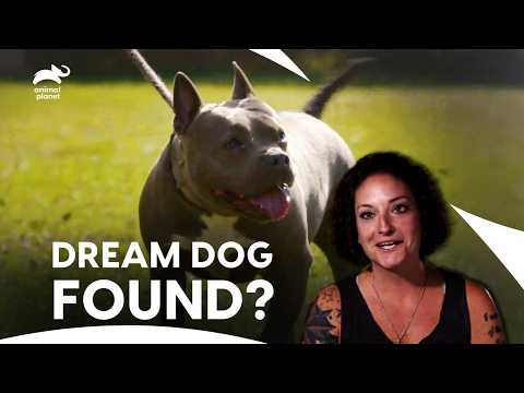 Couple Travelled Miles with One Hope - To Adopt a Rescued Dog | Pit Bulls & Parolees | Animal Planet