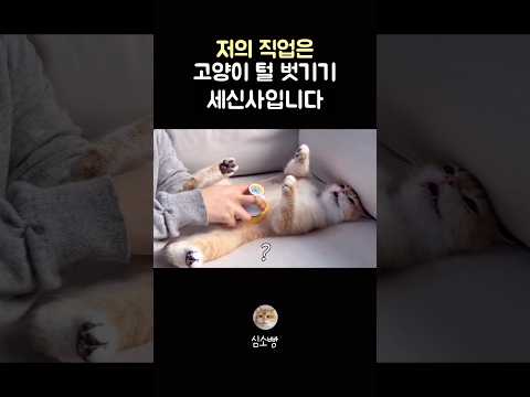 탈모 고양이
