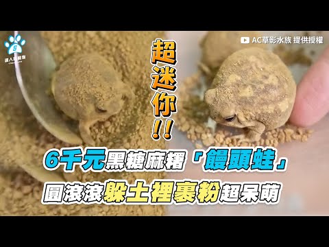【6千元黑糖麻糬「饅頭蛙」 圓滾滾躲土裡裹粉超呆萌】｜@AC草影水族