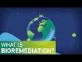 Bioremediation and Environmental Impact