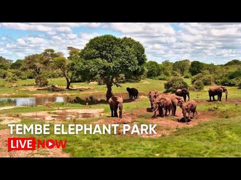 Tembe Elephant Park | Wildlife Live Stream