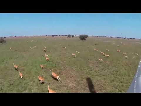 Kobs Migration At Bandingilo National Park, South Sudan