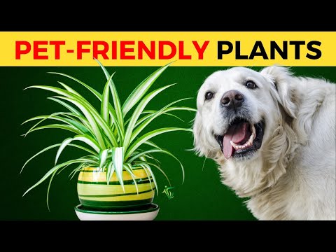 These 7 Pet-Friendly Plants Are The Healthiest To Have In Your Home