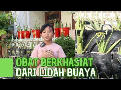 Petani Cilik Tanam Lidah Buaya & Buat Produk Sendiri
