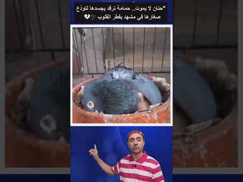 "حمامة حزينة تودّع صغارها في لحظة تبكي القلوب 💔 🕊️😢" #shortsvideos #طيور