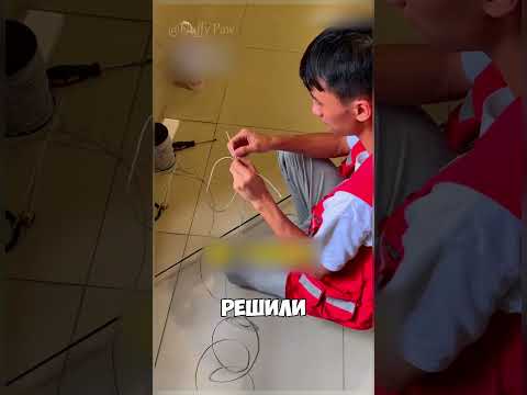 Кошка на краю жизни 🐱😱#втоп #shorts #милота #животные #хочуврекомендации #котики