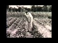 Victory Gardens and Their Impact