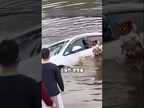 침수된 차 안에 갇힌 강아지를 본 남자의 돌발 행동