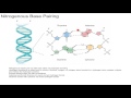 DNA Structure and Base Pairing
