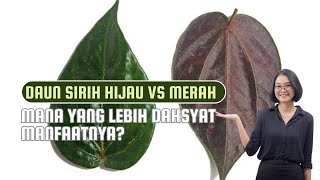Perbedaan Manfaat Daun Sirih Hijau dan Merah #perbedaan #manfaat #daunsirihmerah #daunsirihhijau