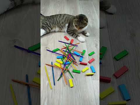 Funny Cats Beads 📿 Marbles ❤ Satisfying reverse video