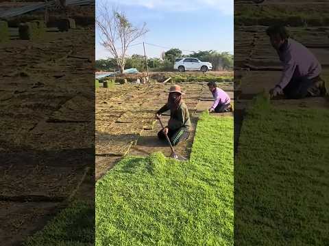 Green grass harvesting technique using a flat cutting shovel #shorts
