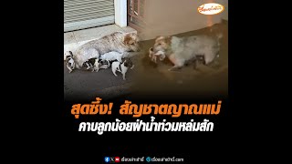 สุดซึ้ง! สัญชาตญาณแม่ คาบลูกน้อยฝ่าน้ำท่วมหล่มสัก