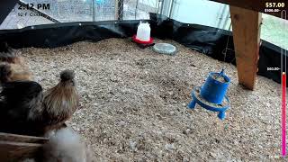 Chicken City Live Stream 24/7