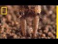 Antlion Behavior and Habitat