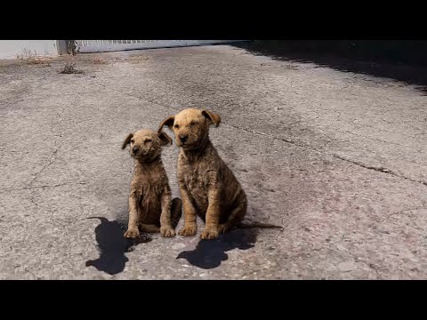 Two Lost Brothers Sit in Front of the Door, Endure the Heat to Get Help