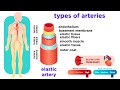 Circulatory System Functions and Structures