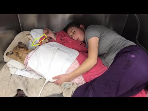 He Survived a House Fire with a Burned Face—Now He Can Finally Blink and Smile Again💔🐶💖
