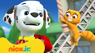 PAW Patrol Rescues Cats & Kittens in Adventure Bay! 🐱🐈 w/ Marshall & Rubble | 10 Minutes | Nick Jr.