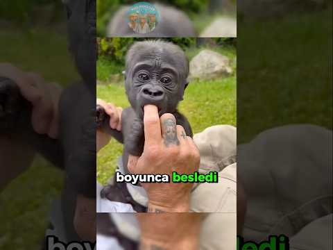 İnanılmaz An❗Gorilin Yaptığına Bak❗️🦍🧑🏻🍼🍼