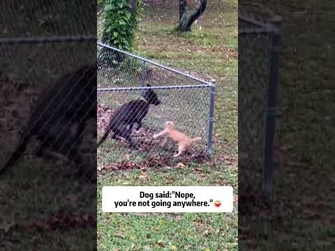 Cats hate dogs because of this🤣#dogbehavior #catreaction #funny #pets #foryou #fyp #dogandcat