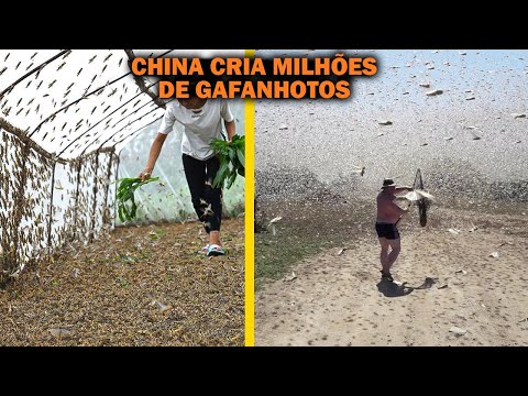 POR QUE A CHINA ESTÁ CRIANDO MILHÕES DE GAFANHOTOS?