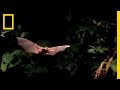 Fishing Bats and Catfish Behavior