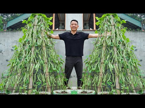 How to Grow Tons of Long Beans Easily Without a Garden – No Fertilizers, No Pesticides!