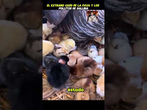 El extraño caso de la pava y los pollitos de gallina #curiosidades #datos #pavan #gallinas #huevos