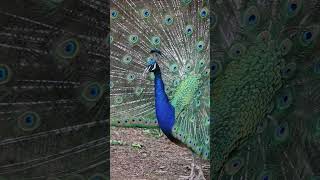 Handsome peacock 🦚💚💙✨